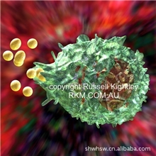 RecombinantMurineGM-CSF20ug