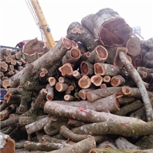 供大叶相思,小叶相思,进口马占,马拉抽元材,板材,地板坯,木皮