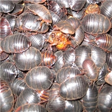 中药材批发野生清水土元.动物原.中药饮片.土元1kg/45元