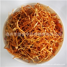 批发/特级精选【虫草花、金虫草、北虫草】大货直销！