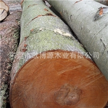 供应榉木原材，直销，量大从优