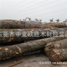 长期供应德国榉木原木