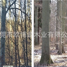 供应多种等级新鲜砍伐榉木