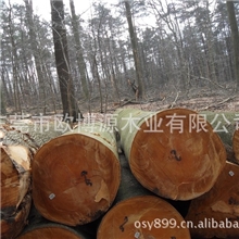 比利时新砍伐榉木&mdash;跑量！