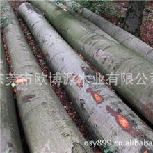 优质欧洲榉木原木