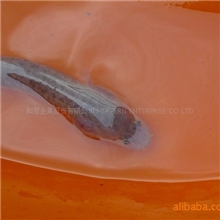 特選鱸鰻苗~20尾/公斤