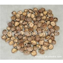 光面菇金钱光面菇