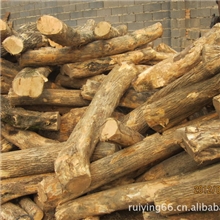 优质大直径黄杨木