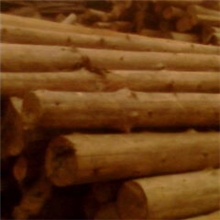 杉木原木4米20以上杉原木，2.2米20以上杉原木