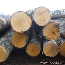 【宁波高基】欧洲白桦原木中径