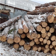 【宁波高基】欧洲樟子松原木小径