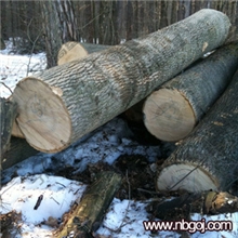 【宁波高基】欧洲白桦原木大径