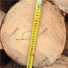 【宁波高基】欧洲樟子松原木大径