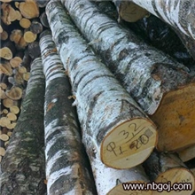 【宁波高基】欧洲白桦原木小径