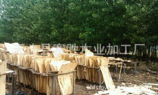 旋切板厂单板厂