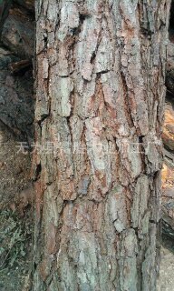 松木树皮