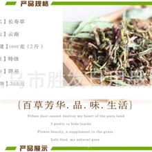 山蜜草批发花蜜草长寿草山密草质量第一不愁卖口碑好最新货