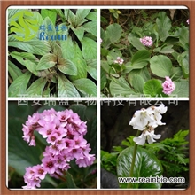 纯天然优质原料98%含量岩白菜素