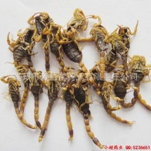 批发【清水全蝎】消肿止痛半身不遂中风