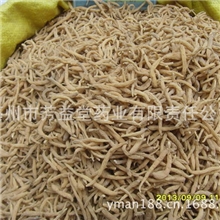 批发中药材植物原药材优质太子参量大从优