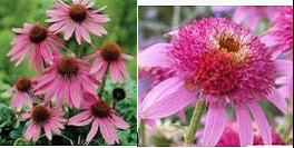 厂家供应优质紫锥菊提取物4%