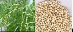 供应薏苡仁提取物薏苡仁薏米提取物