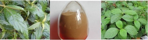 工厂现货供应牛膝提取物10:120:1天然提取物