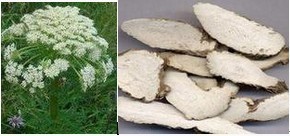 供应白芷提取物