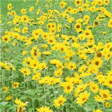 现货供应菊花提取物