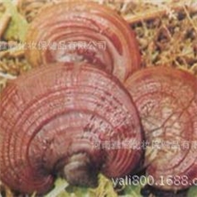 供应灵芝孢子粉