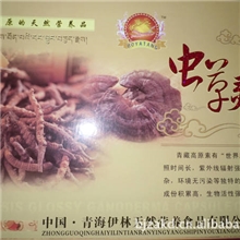 《虫草灵芝胶囊》纯野生的虫草和灵芝精制而成是吸烟者的理想之选