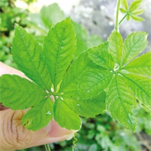 供应绞股蓝提取物GynostemmaP.E.（厂家直销）