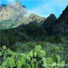 供应蝴蝶亚仙人掌（HoodiaCactusP57）