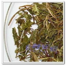 批发供应安徽大别山产中药材蒲公英茶厂家直销