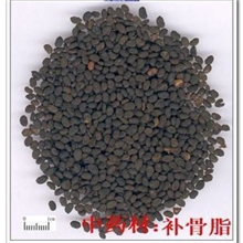 批发供应中药材补骨脂黑故子故芷一公斤也批发一公斤仅仅14元