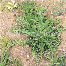 批发玛咖粉速溶饮品增强精力提高性功能调节荷尔蒙抗病毒肿瘤