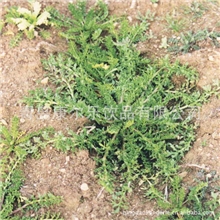 玛咖粉/新资源食品获批/可做保健品、食品、药品原料【图】