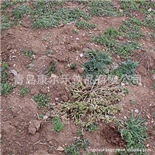 保健玛卡原药材切片玛卡粉供应批发