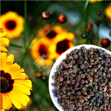 新疆特产和田雪菊胎菊雪菊米2013新花红花蕊