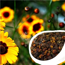 纯天然雪菊米新疆昆仑雪菊雪菊米雪菊胎菊特级雪菊米茶叶