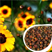 昆仑雪菊胎菊，雪菊米（2013年新花）