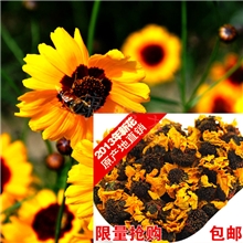 昆仑雪菊批发新疆特产降压降至高寒雪菊原产地直销