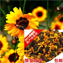 保健茶首选新疆特产昆仑雪菊,天山雪菊批发花草茶三高茶