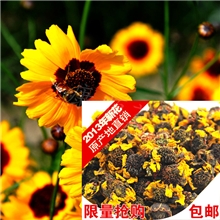 昆仑雪菊批发2013新货降三高新疆雪菊原产地直销