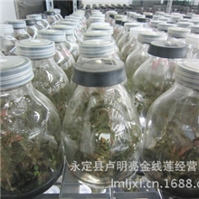 l量大从优供应优质【质量可靠】金线莲组培瓶苗