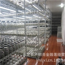 l供应高品质【厂家直销】优质金线莲组培瓶苗