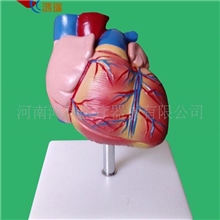 医学人体心脏解剖模型