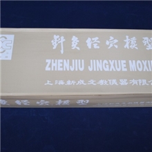 高清晰针灸穴位模型，经穴人体模型,专柜正品,器械公司-厂价直销