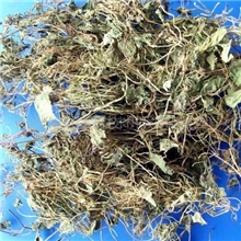 供应缬草提取物（厂家）(图)