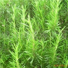 供应阔叶迷迭香